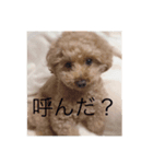 トイプードル ムック（個別スタンプ：4）