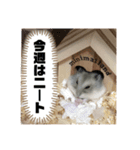 もっちょびスタンプ（個別スタンプ：1）