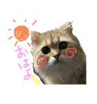 ペルシャ猫のポポちゃん3（個別スタンプ：1）