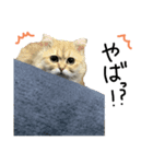 ペルシャ猫のポポちゃん3（個別スタンプ：2）