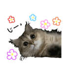 ペルシャ猫のポポちゃん3（個別スタンプ：4）
