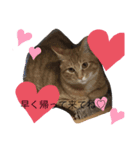 しんご♡フク 2（個別スタンプ：1）