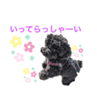 黒トイプ ぽんちゃんスタンプ2（個別スタンプ：1）