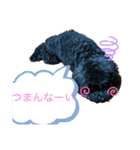 黒トイプ ぽんちゃんスタンプ2（個別スタンプ：2）