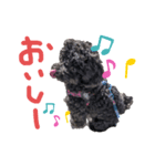 黒トイプ ぽんちゃんスタンプ2（個別スタンプ：3）