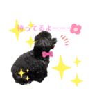 黒トイプ ぽんちゃんスタンプ2（個別スタンプ：6）