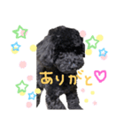 黒トイプ ぽんちゃんスタンプ2（個別スタンプ：8）