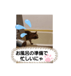 ニャンニャ～ズ（個別スタンプ：2）