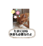 ニャンニャ～ズ（個別スタンプ：5）