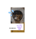ニャンニャ～ズ（個別スタンプ：6）