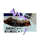 ニャンニャ～ズ（個別スタンプ：7）