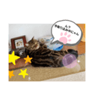 ニャンニャ～ズ（個別スタンプ：8）