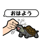 亀と飼い主スタンプ（個別スタンプ：1）