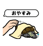 亀と飼い主スタンプ（個別スタンプ：2）