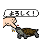 亀と飼い主スタンプ（個別スタンプ：3）