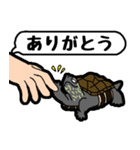 亀と飼い主スタンプ（個別スタンプ：5）