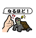 亀と飼い主スタンプ（個別スタンプ：8）