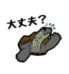 亀と飼い主スタンプ（個別スタンプ：27）