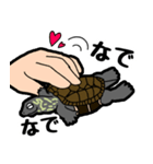 亀と飼い主スタンプ（個別スタンプ：31）