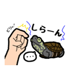 亀と飼い主スタンプ（個別スタンプ：32）