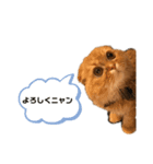 銀さん金さん3（個別スタンプ：1）