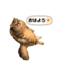 銀さん金さん3（個別スタンプ：4）