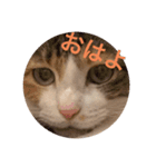 にゃんにゃんスタンプ。その1（個別スタンプ：3）