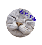 にゃんにゃんスタンプ。その1（個別スタンプ：4）