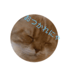 にゃんにゃんスタンプ。その1（個別スタンプ：8）
