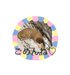 しんご♡（個別スタンプ：7）