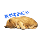 うちのつよちゃんスタンプ（個別スタンプ：1）