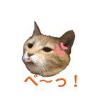 うちのつよちゃんスタンプ（個別スタンプ：2）