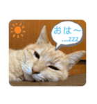うちのつよちゃんスタンプ（個別スタンプ：4）