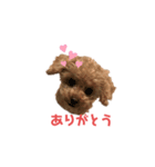 ももたん❣️ぺったん❣️（個別スタンプ：1）