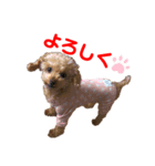 ももたん❣️ぺったん❣️（個別スタンプ：7）