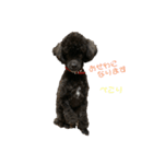 シープー 犬のPINOちゃん part2（個別スタンプ：5）