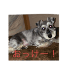 玉ね（個別スタンプ：4）
