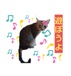 私は猫よ（個別スタンプ：1）