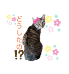 私は猫よ（個別スタンプ：2）