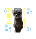 私は猫よ（個別スタンプ：3）