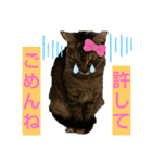 私は猫よ（個別スタンプ：4）