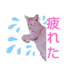 私は猫よ（個別スタンプ：7）