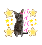 私は猫よ（個別スタンプ：8）