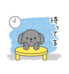 仲良しプードルちゃん＊家族連絡用＊（個別スタンプ：25）