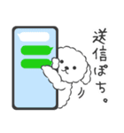 仲良しプードルちゃん＊家族連絡用＊（個別スタンプ：31）