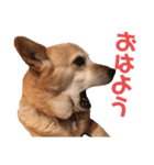 くーちゃん挨拶スタンプ‎（個別スタンプ：1）