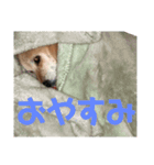 くーちゃん挨拶スタンプ‎（個別スタンプ：2）