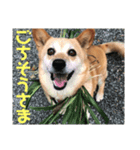 くーちゃん挨拶スタンプ‎（個別スタンプ：4）
