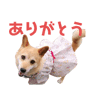 くーちゃん挨拶スタンプ‎（個別スタンプ：5）