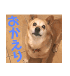 くーちゃん挨拶スタンプ‎（個別スタンプ：7）